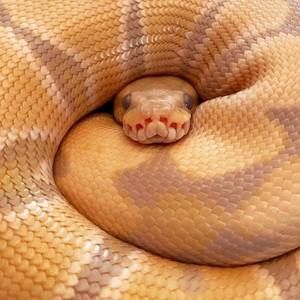 Meet your Posher, Valentina